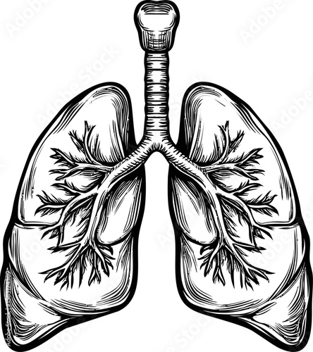 Detailed black and white anatomical illustration of human lungs