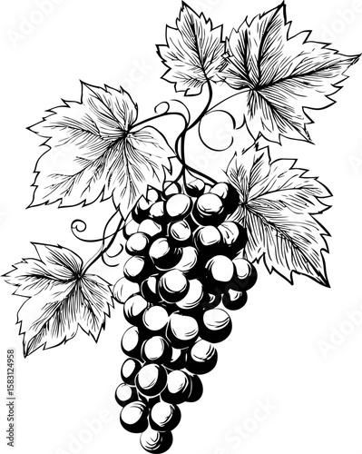 Black and white illustration of grapevine with detailed leaves and grapes sketch