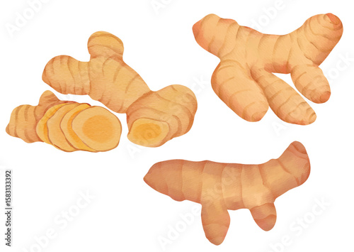 Turmeric Roots Exotic Herb and Spices Illustration