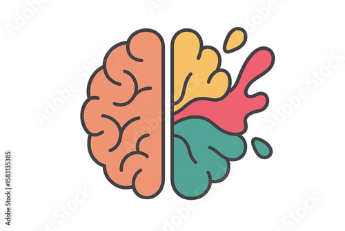 human brain anatomy