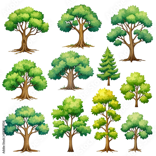 Vector watercolor of tree  isolated on white background