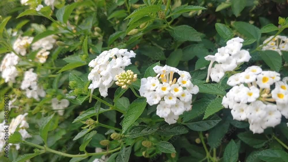 Lantana camara blown by the wind, is a species of flowering plant within the verbena family, native to the American tropics. It is a very adaptable species, can inhabit a wide variety of ecosystems