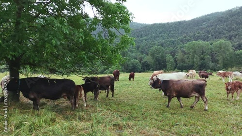 Cows grazing peacefully in freedom. Pan right.
View of a herd of cows eating grass in a meadow on a overcast day with the forest in the background.