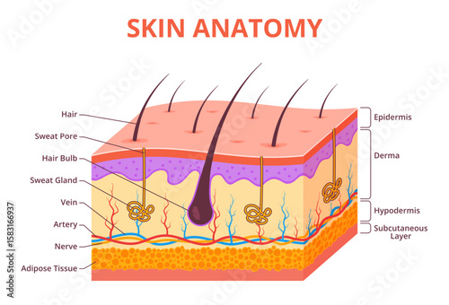 Healthy skin anatomy. Human body organ, medical or biological scheme with hair and nerves, anatomical incision, epidermis diagram, microscopic dermatology model, nowaday vector infographics