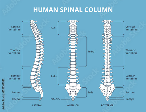 Human spinal column. Vertebral divisions scheme, anatomy medical infographics biology educational poster, lateral, anterior and posterior views, backbone structure nowaday vector isolated set