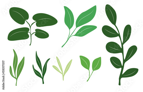 Green plant leaves drawing illustration