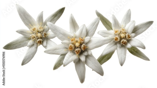 Three edelweiss flowers in close-up view.