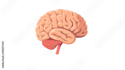 Isolated human brain on white background, illustrating anatomy, intelligence, and medical science