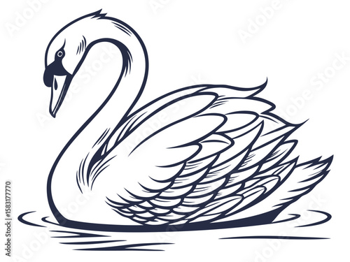 swan on the water