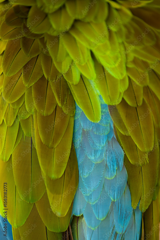 Obraz premium Close up of a beautiful Blue and Yellow Macaw (Ara ararauna)