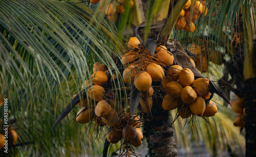 Coconuts on a palm tree. Fr...