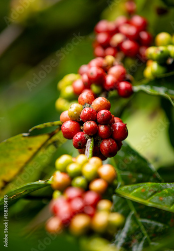 Close up fresh red and gree...