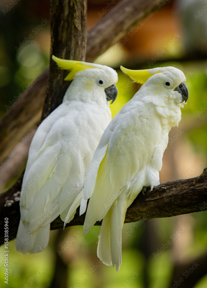 Beautiful Portrait of Yellow Crested Cookatoo Parrots , Close-up Beautiful Portrait of Yellow Crested Cookatoo Parrots , Close-up