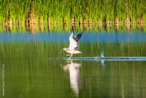 great blue heron