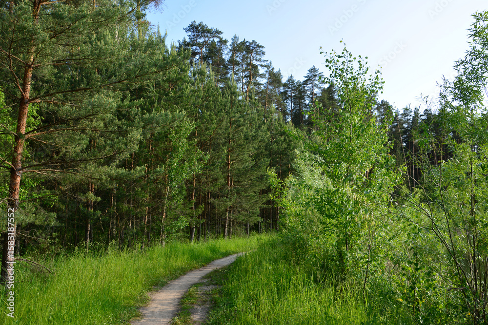 Fototapeta premium Path through lush green forest with tall trees under sunlight