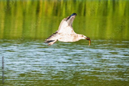 duck in the water