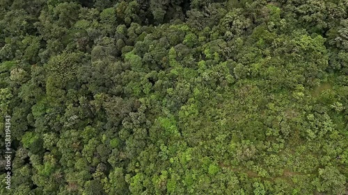An tilt drone view of lush, tall trees swaying in stormy winds amidst forest in spring