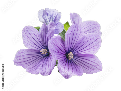 Beautiful purple flowers with delicate petals and intricate veining details, isolated on transparent background