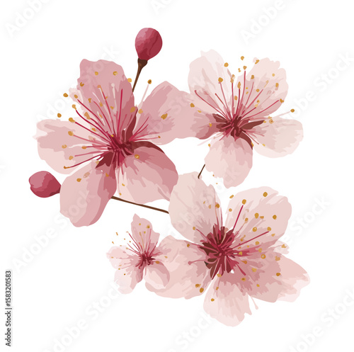 cherry blossom flower isolated in White Background, cherry blossom flower vector, Flat lay vector illustration