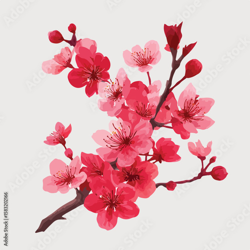 cherry blossom flower isolated in White Background, cherry blossom flower vector, Flat lay vector illustration