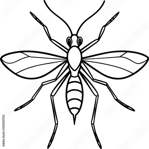 Detailed line art illustration of a crane fly with exceptionally long legs isolated on white background