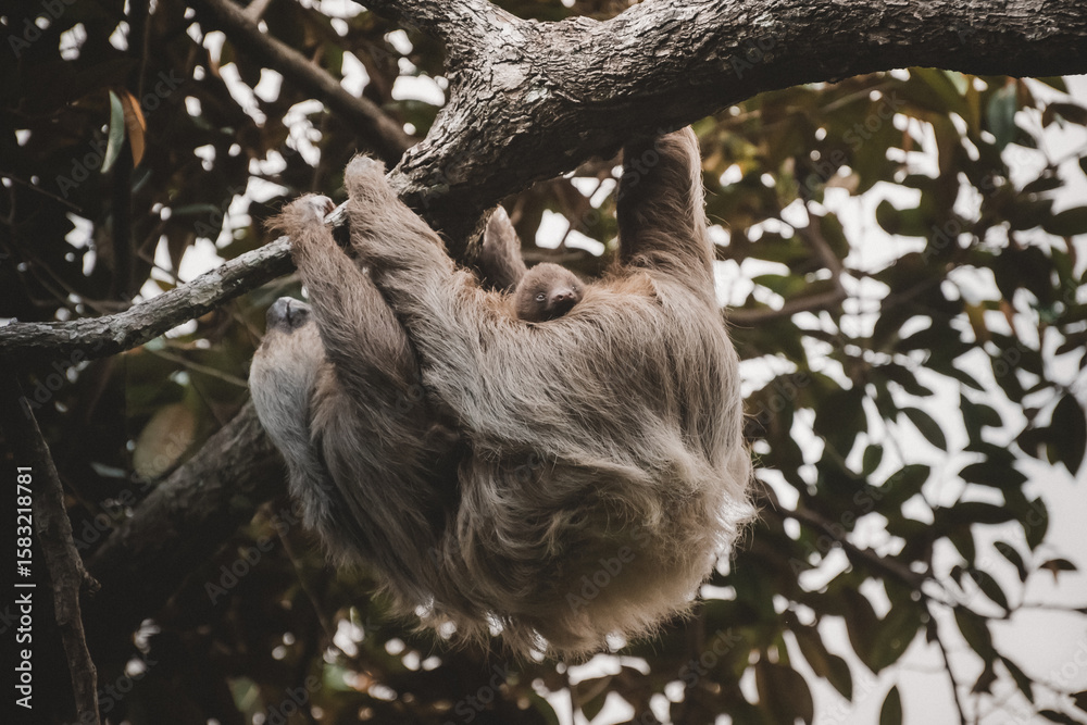 Fototapeta premium Sloth with Baby Hanging from Tree