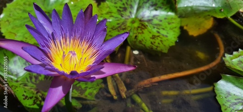 Purple water lily in the pond