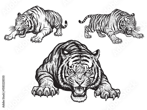Engraved Bengal tiger crouched with fierce gaze claws exposed and roaring mouth in attack stance