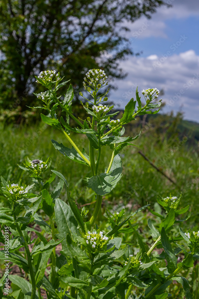Naklejka premium Field pennycress showcases delicate white flowers and flat pods in a lush green habitat under a bright blue sky