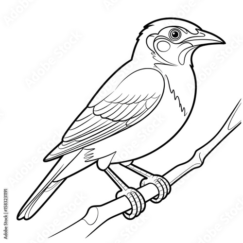 Illustration vector of a myna coloring page design