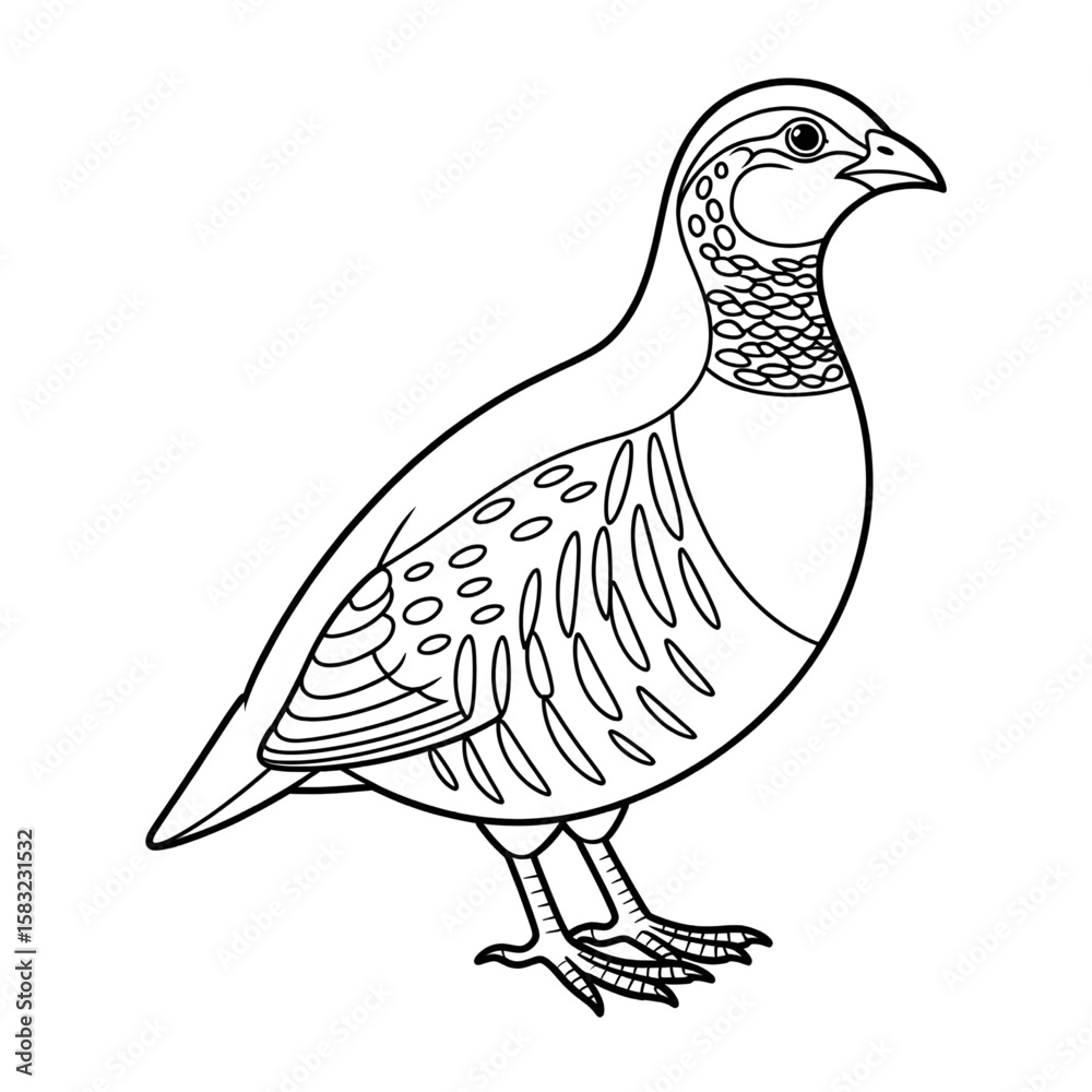 Obraz premium Illustration vector of a partridge coloring page