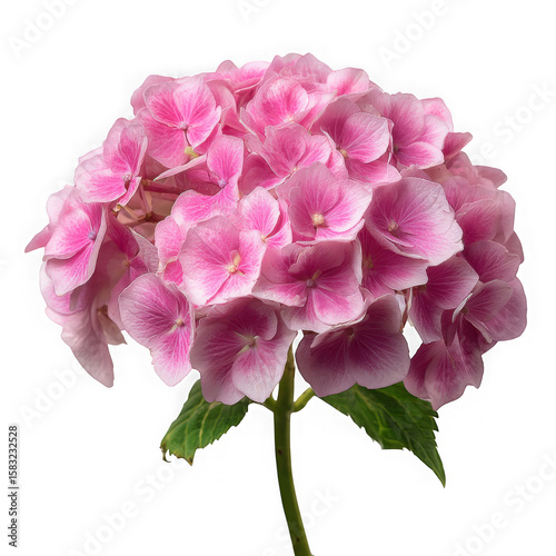 Pink hydrangea bloom isolated on transparent background