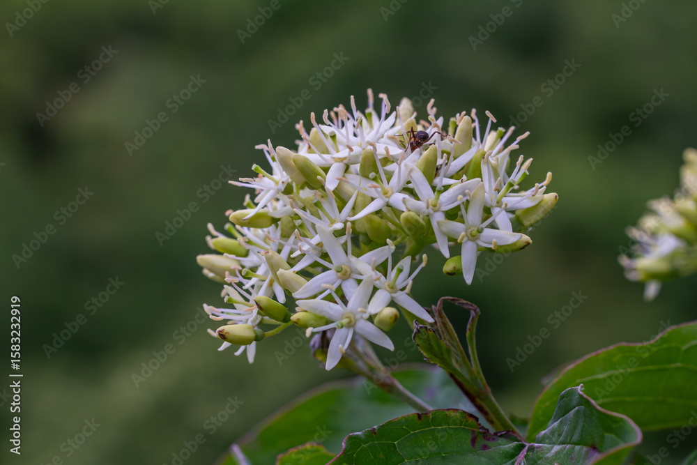 Blooming Cornus sanguinea showcases delicate white flowers and vibrant red branches in a lush garden setting during springtime Blooming Cornus sanguinea showcases delicate white flowers and vibrant red branches in a lush garden setting during springtime
