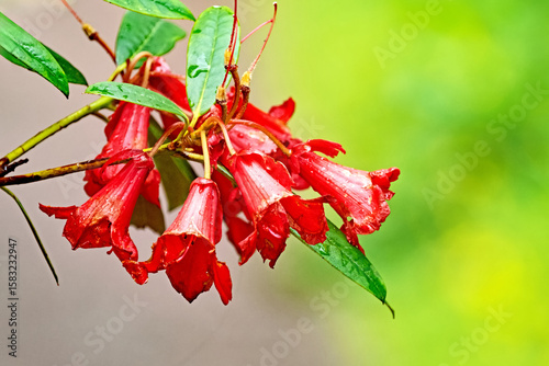 A beautiful Rhododendron sanguineum. This is a rhododendron species native to southeast Xizang and northwest Yunnan in China. Blurred background.