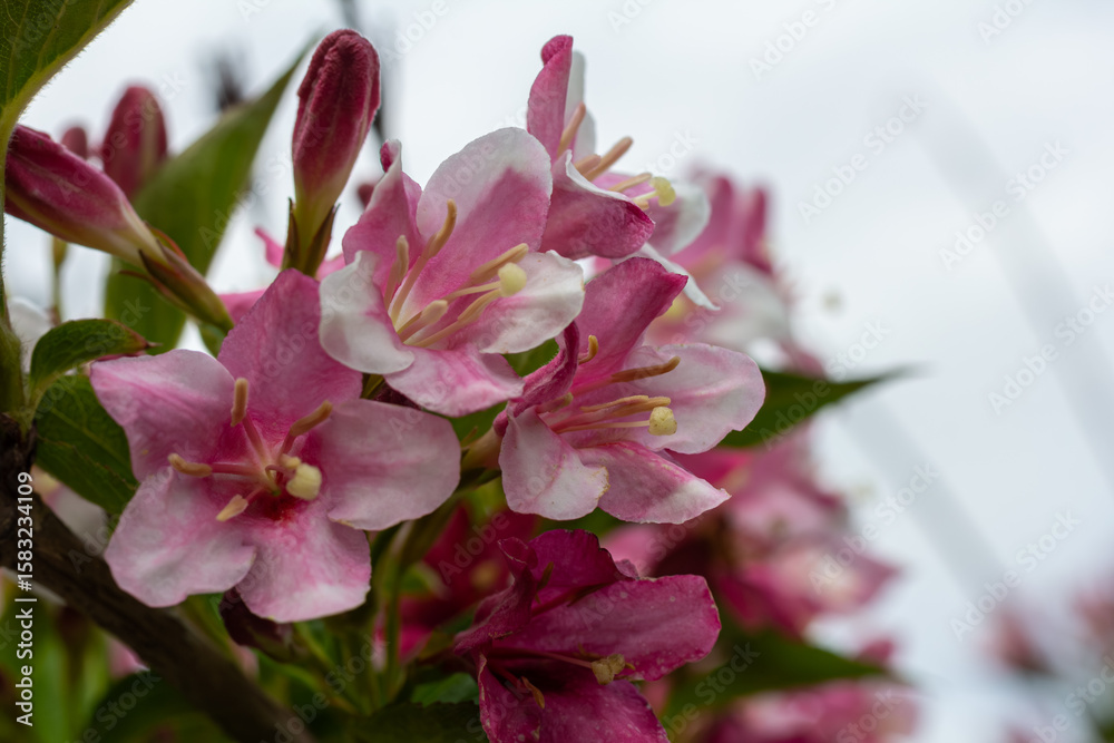 Fototapeta premium Stunning Weigela florida in bloom showcasing delicate pink bell-shaped flowers against a soft background on a serene spring day