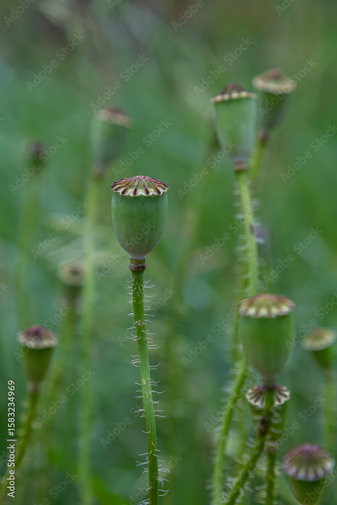 Bright green field showcasing closed seed pods of Papaver rhoeas known as common poppy with slender stems reaching for the sunlight during mid-summer Bright green field showcasing closed seed pods of Papaver rhoeas known as common poppy with slender stems reaching for the sunlight during mid-summer