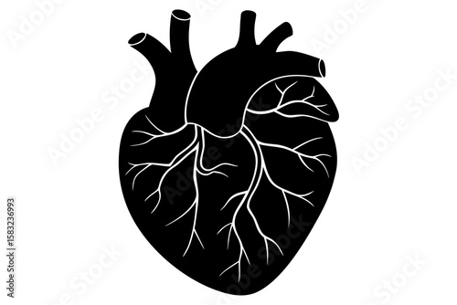 Detailed Human Heart Anatomy Diagram – Labeled Structure & Function