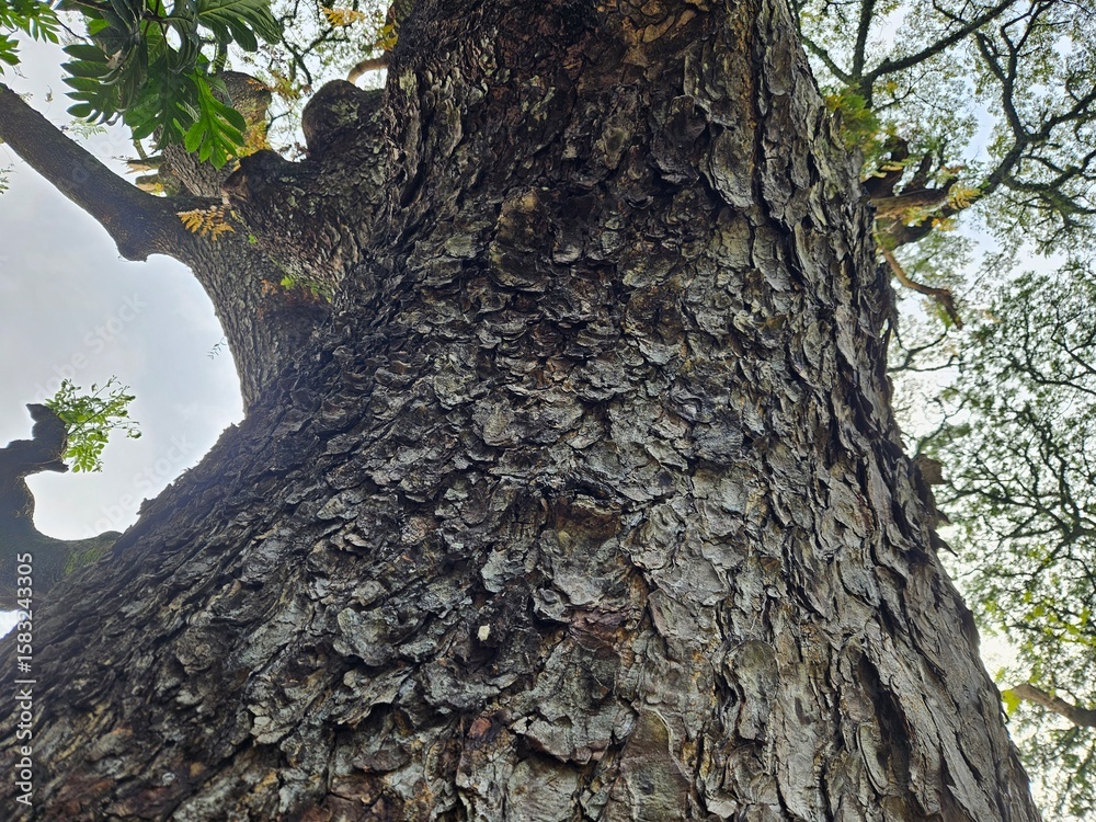 A vertical tree trunk with textured bark and branching limbs, captured in daylight. Useful for nature studies, eco campaigns, or educational visuals A vertical tree trunk with textured bark and branching limbs, captured in daylight. Useful for nature studies, eco campaigns, or educational visuals