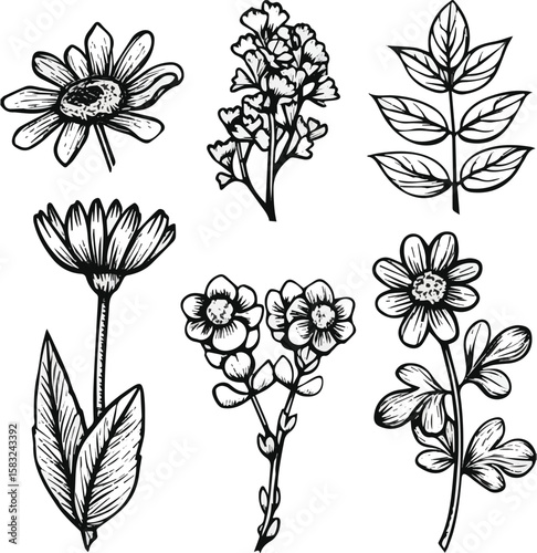 Create a kinds of deferent Vintage botanical herbs sketch vector art silhouette with white background .