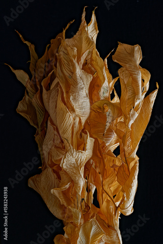 Dry leaves of the plant photographed close-up.