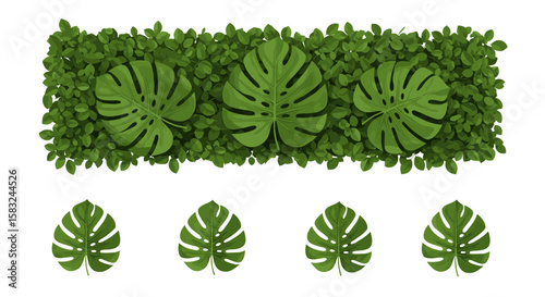 A lush green wall adorned with three monstera leaves above four individual monstera leaves on white background