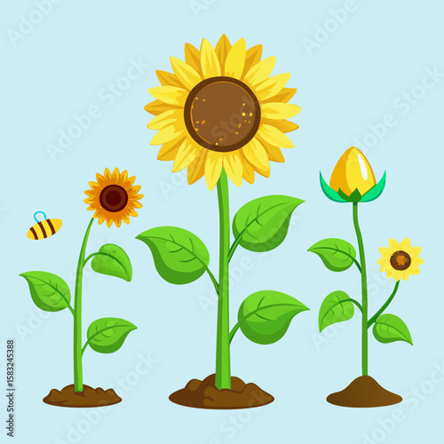 sunflower in the garden