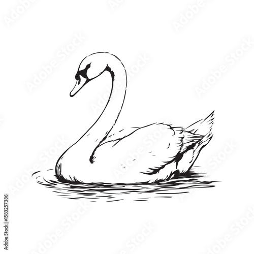 Vector illustration of a swan with elegant design and fine details. Perfect for nature-themed designs, aquatic animals, natural beauty, and waterfowl decorations isolated on a white background