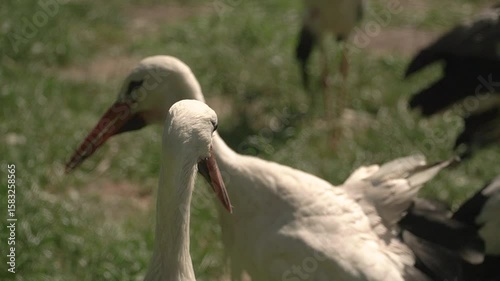 filming a flock of storks in nature, on a bright sunny day, the birds spend their leisure time in the zoo, communicate, look at visitors