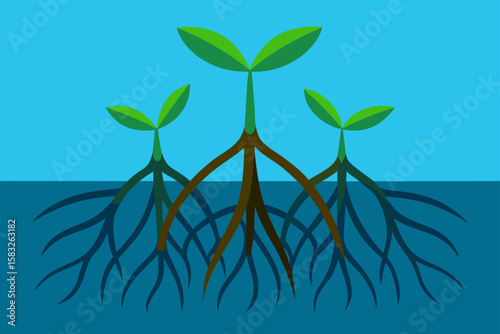 mangrove roots in brackish tidal water