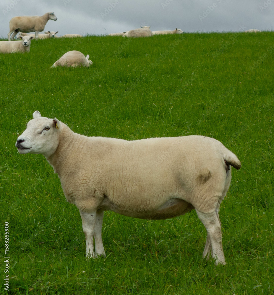 Fototapeta premium Sheep in field