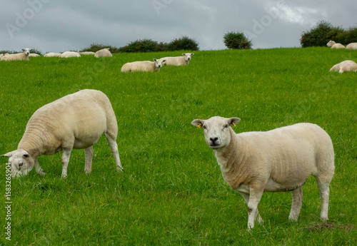 Sheep in field