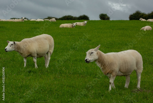 Sheep in field