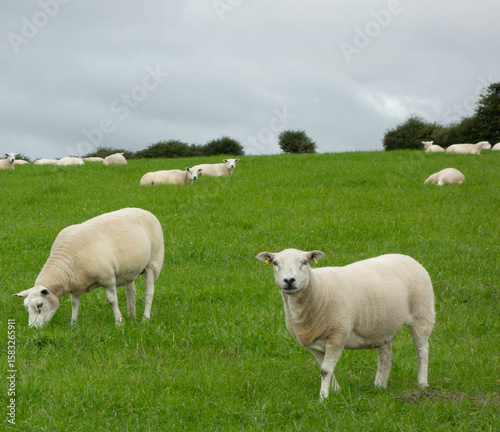 sheep in the field