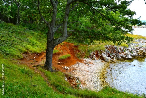 Fototapeta Naklejka Na Ścianę i Meble -  Turkey oak (Quercus cerris) tree in summer above a beach at Krk, Kvarner, Croatia